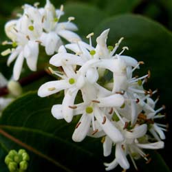 Heptacodium da China